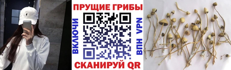 Галлюциногенные грибы Psilocybine cubensis  Ликино-Дулёво 